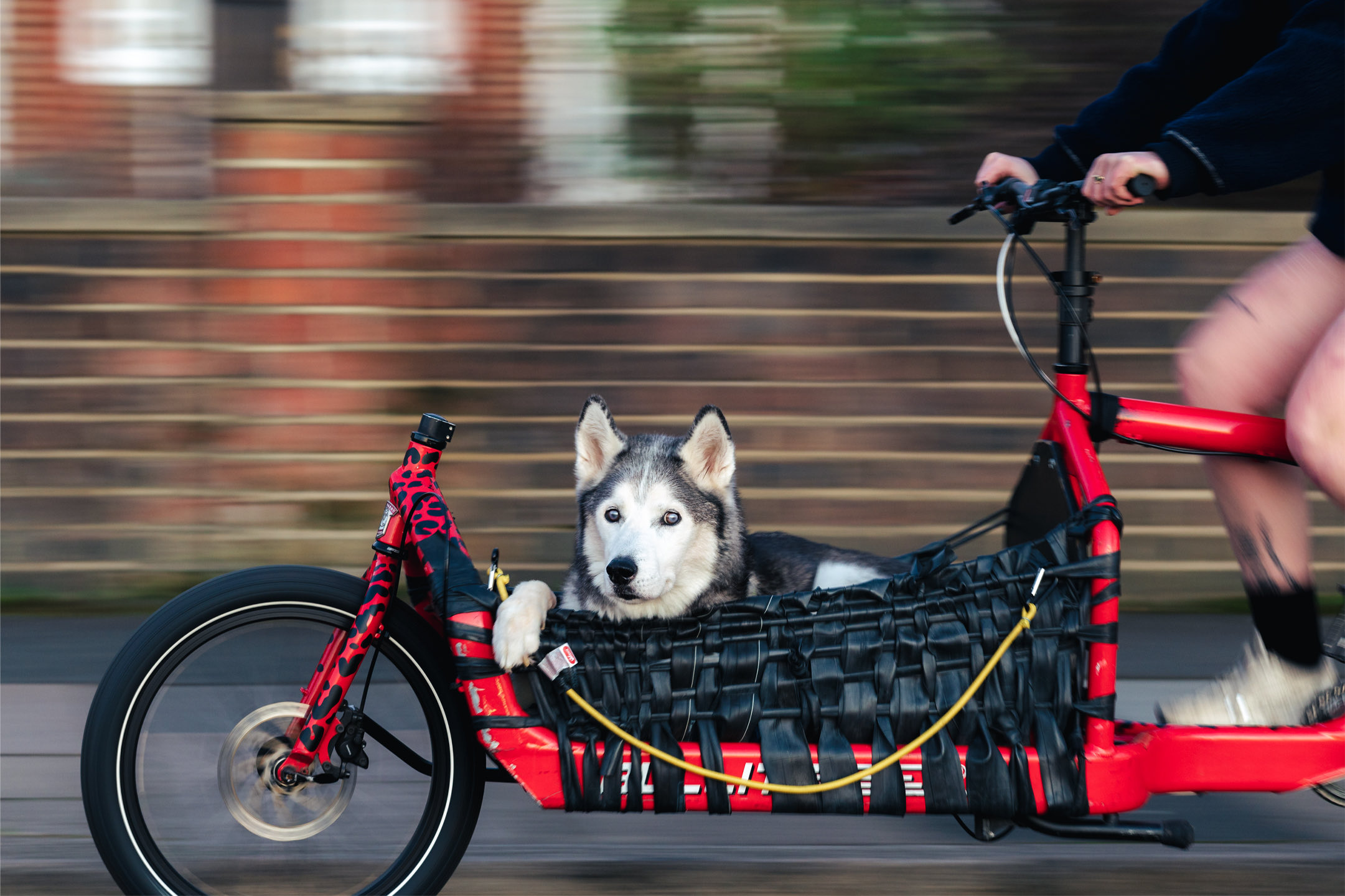 Cargo deals bike dog