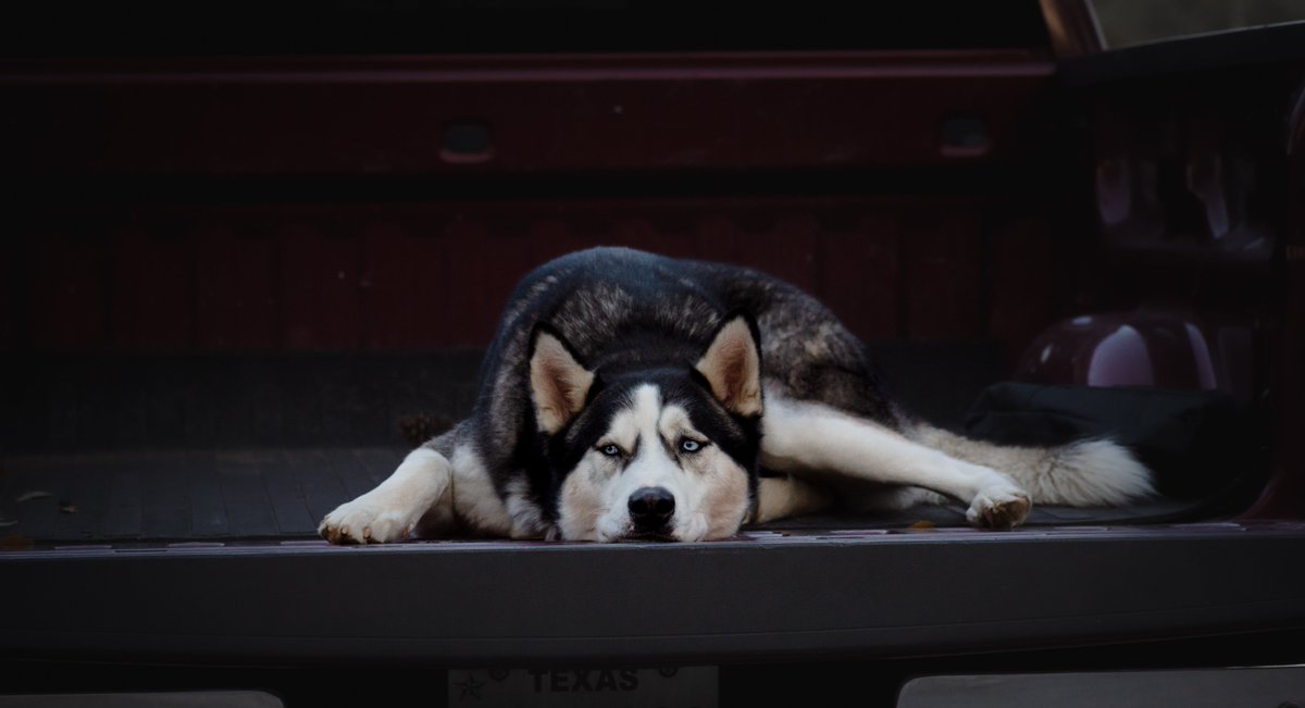 Hi Twitter and bye Instagram (kidding)! 

#twitterdogcommunity #twitterdogs #DogsofTwittter #dogsoftwitter #dogsofinstagram