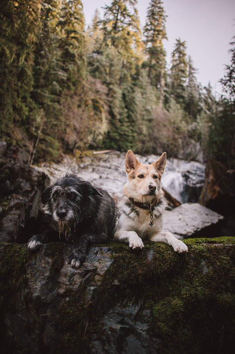 <a href="/shepsky_pack/">Kane, Dallas, Palomo, and Valerie</a> my two GSD mixes

would you believe that GSD is their highest breed percentage