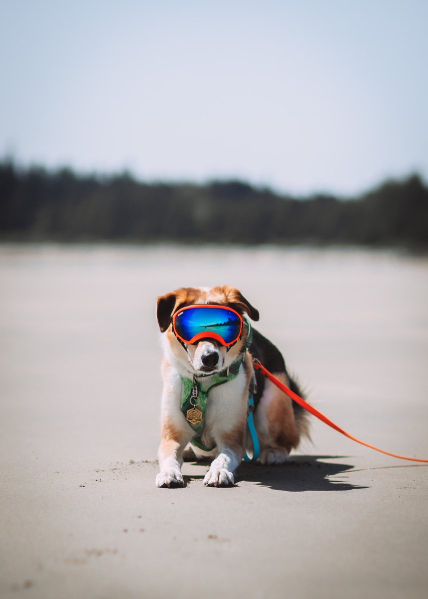 kepmewild's tweet photo. I guess it’s time for an introduction…

hello twitter!! 👋
i’m rachel, and this is my goof, kepler.

if we haven’t already met, i’d love for you to introduce yourself to us as well!
#twitterdogs #twitterdogcommunity #DogTwitter https://t.co/N4Hr7m1dnn