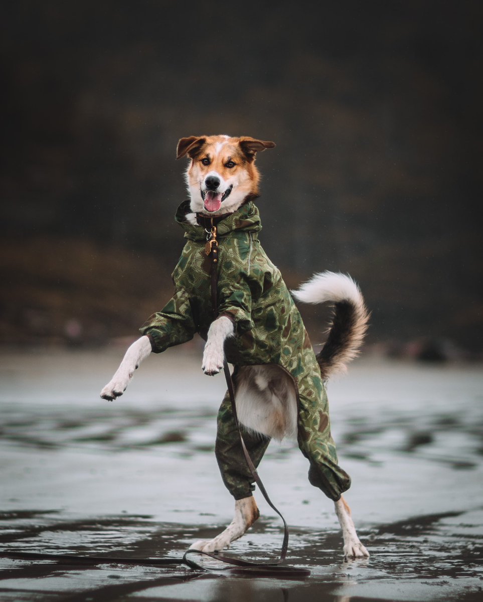 kepmewild's tweet photo. I guess it’s time for an introduction…

hello twitter!! 👋
i’m rachel, and this is my goof, kepler.

if we haven’t already met, i’d love for you to introduce yourself to us as well!
#twitterdogs #twitterdogcommunity #DogTwitter https://t.co/N4Hr7m1dnn