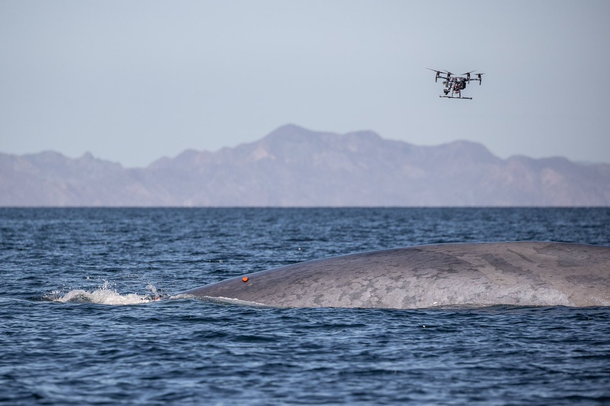 loggerhead_rov's tweet photo. Our good friend Dr. Kerr and his team from Ocean Alliance’s Snotbot program had their first successful drone whale tagging! This process minimizes stress on the whale by attaching the CATS tag via suction cups! 🐋🐢@RebeccaKreider @PrincipalMOHS @KevinRStansber1 @Ocean_Alliance https://t.co/uaBQES4pin