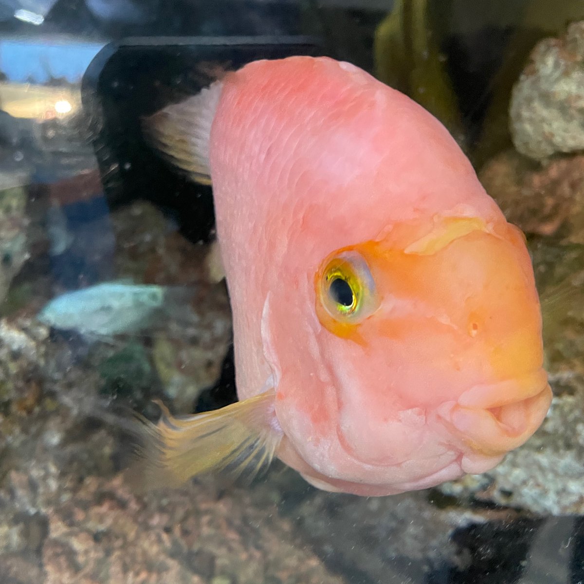 Gup wants you to know that we have a few spots opening up, give us a call if your little ones want to meet our fishies and all the other WPNS friends. 

#LAparents #LApreschool #PreschoolFriends
