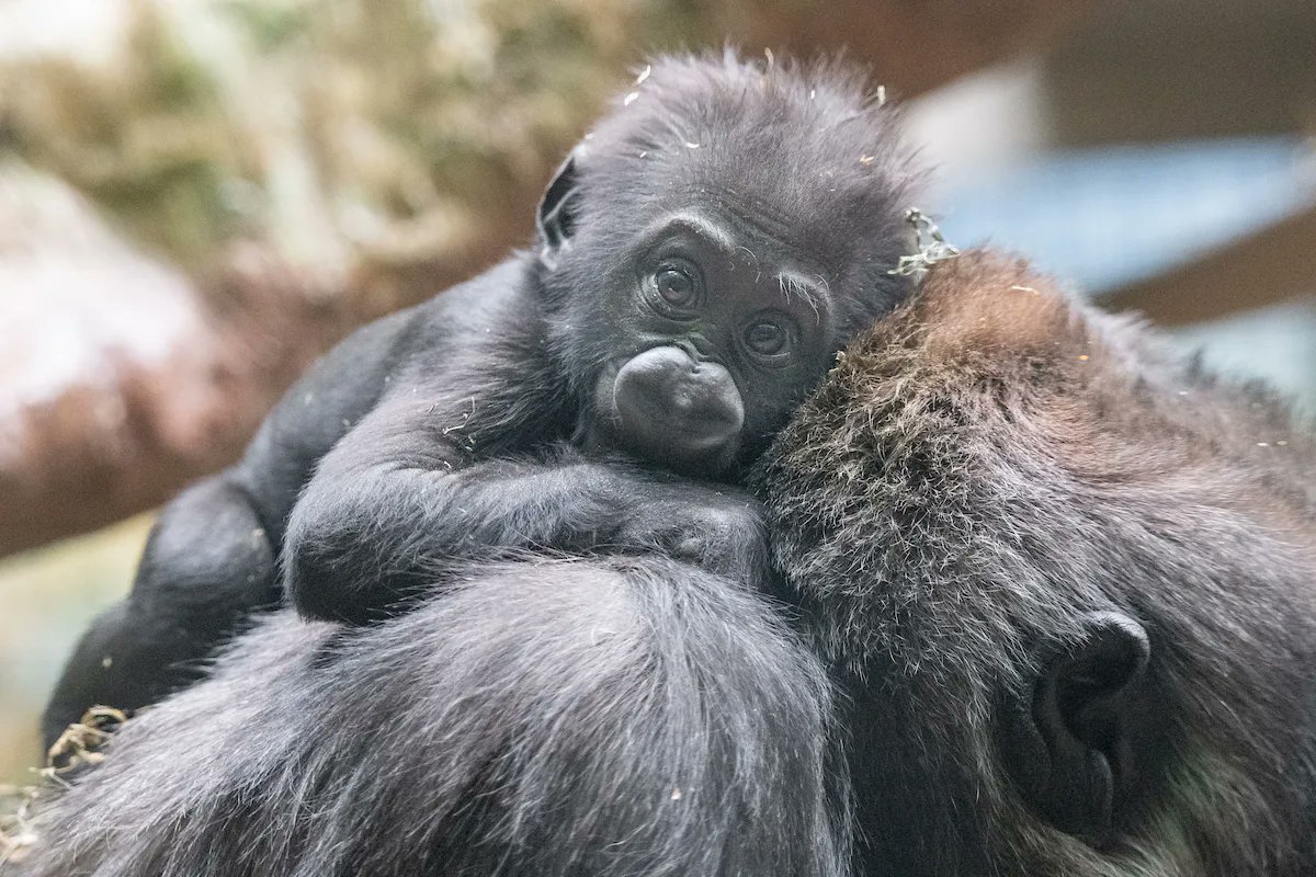 clemetzoo's tweet photo. Serotonin boost. 🥰 https://t.co/O2zkU8hLjP