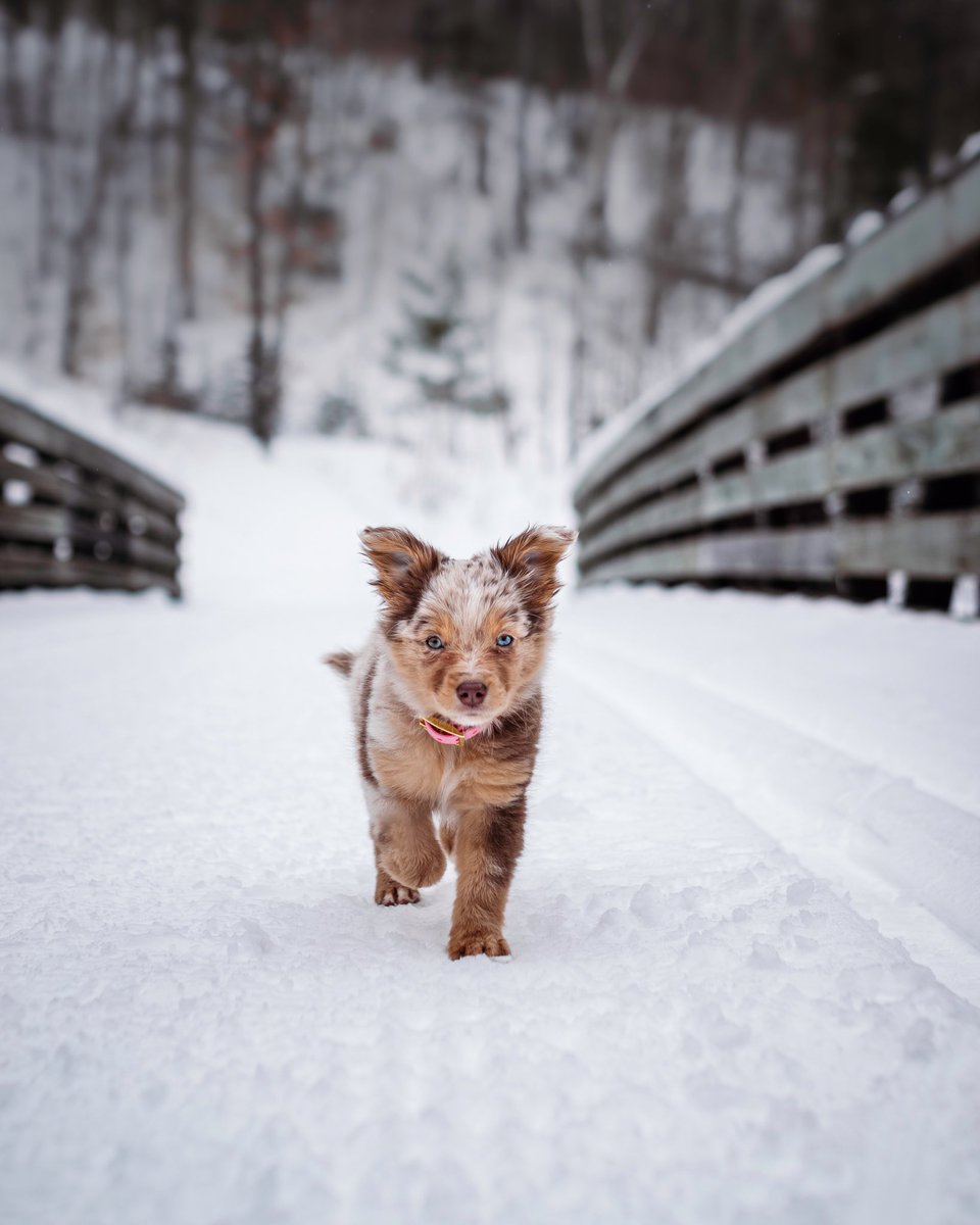 Posting this here so people can actually see it 😂 #twitterdogcommunity #twitterdogs #dogsoftwitter