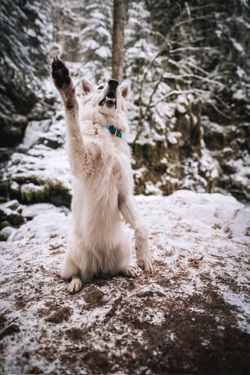 Hiiiii to everyone from the #DogCommunity heading from insta to twitter 😁 

#instagramdown #dogtwittercommunity #dogsoftwitter #dogphotography #whiteswiss #shepherd #hithere