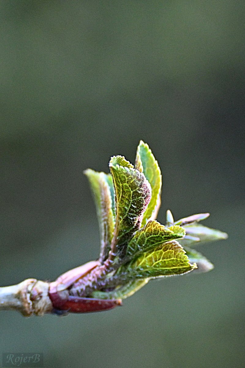 rojertb's tweet photo. Shooting elder leaves https://t.co/fSW4CAHzME