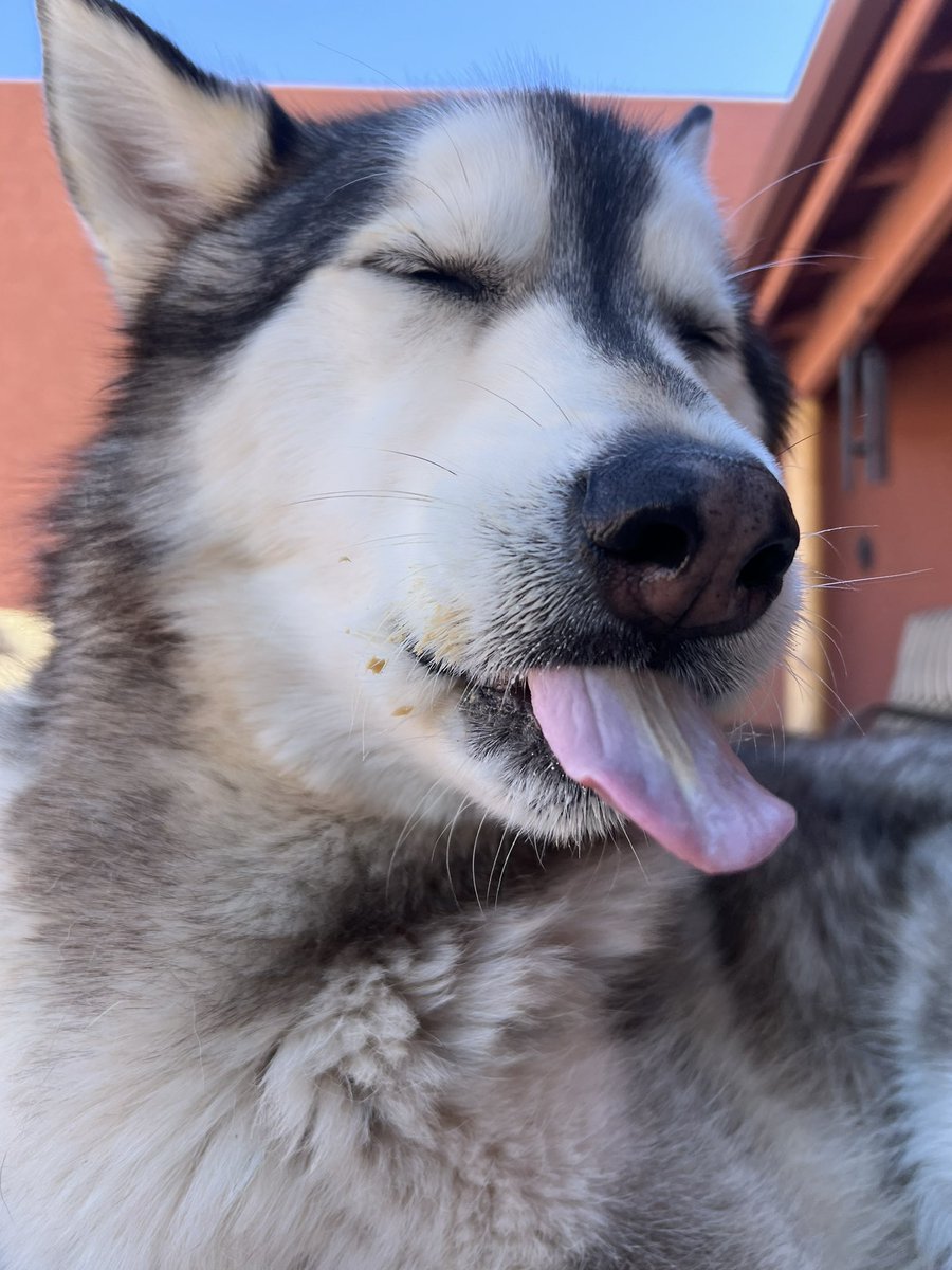 peanut butter drunk 😅 #dogsofinstagram #twitterdogcommunity #dogsoftwitter