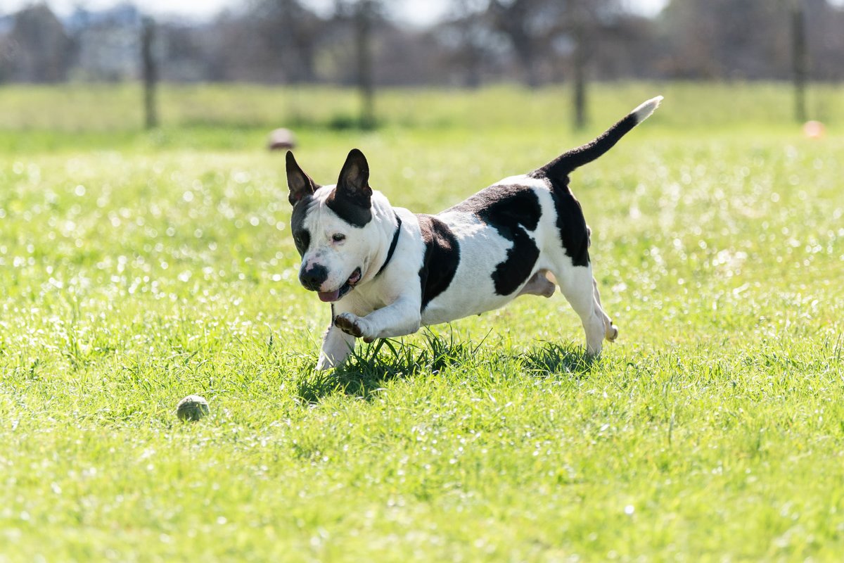 CWOB's tweet photo. Check out our latest group of rescue dogs from Fresno romping around and having a great time at Muttopia. These guys will all be cleared for adoption very soon and have settled in beautifully. Compassion is the Answer. https://t.co/Aqu6F83MKI