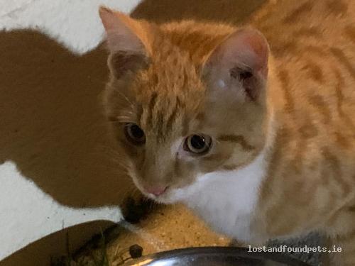 lostfoundpets's tweet photo. A female cat was found on 13/02/2022 in  Athy, #Smallford https://t.co/bjTMYbk9dz #fpie https://t.co/TkYkfgmkt3