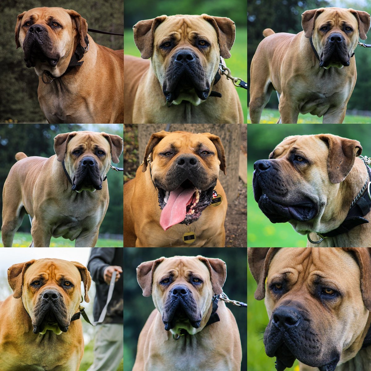 Every inch of Exotics Outlaw is just pure perfection ❤💯.  But this is not only for Exotics Outlaw. That's how I view all of my dogs, they're invaluable. ✅✅

#boerboel #boerboels #boerboelmastiff #exoticboerboels #southafricanboerboels #bigdogsofinstagram #bigdoglovers