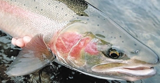 DiscoverRainier's tweet photo. Did you know that the Puget Sound Steel head (Oncorhyncus mykiss) is the Washington State fish? Steel head often have dark spots scattered over the entire fish including the tail, with slight to pronounced rainbow coloring.
#gonefishin #MORA #fuana #pnw #ourbackyardrocks https://t.co/dFEf9vlWew