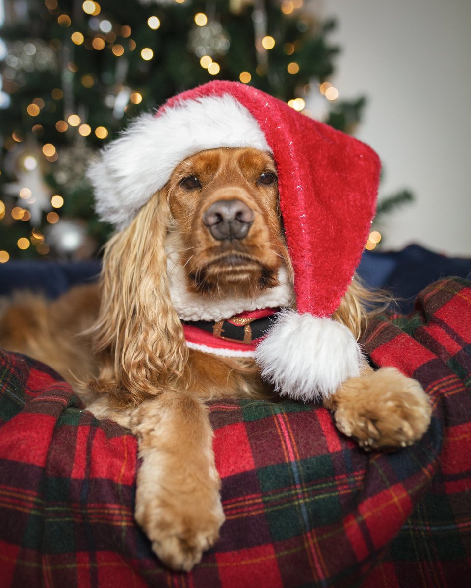 SuperCooperOfTheCotswolds tweet media