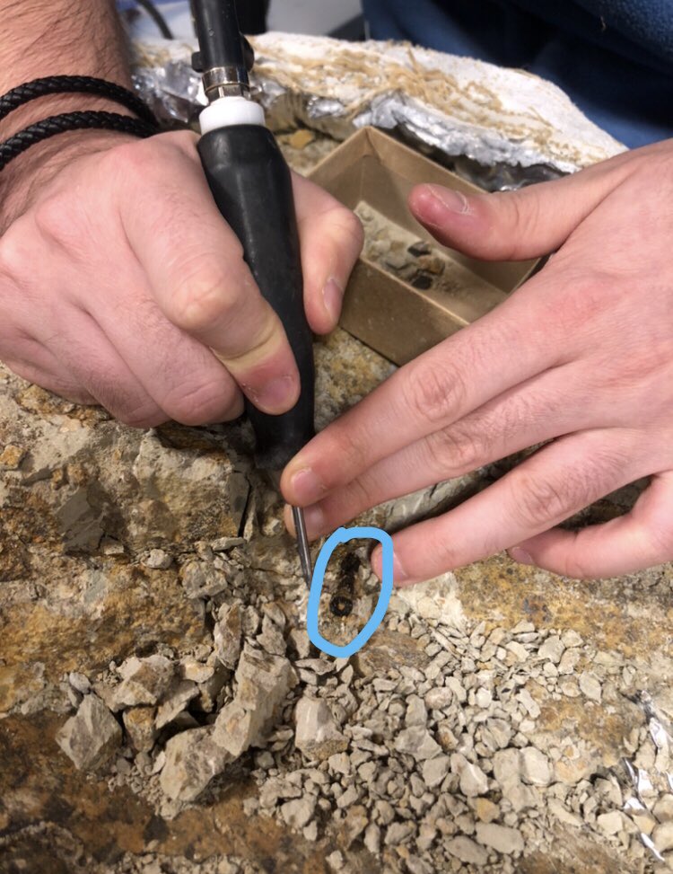 UWGeologyMuseum's tweet photo. This week’s #FossilFriday takes us to the Fossil Prep Lab! Kaitlyn and Tony, some of our most photogenic prep lab workers, are working on cleaning out a field jacket collected on an expedition to Wyoming in 2006. https://t.co/e5l0kv9IKo