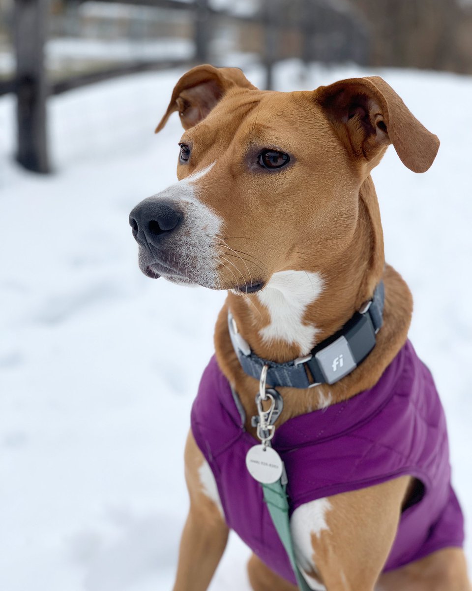 barkinbeets's tweet photo. @AussieSedona this is Daisy, I’m Maddi, we are @barkinbeets on instagram and we are in Upstate New York! https://t.co/ckRt9ZKGWK