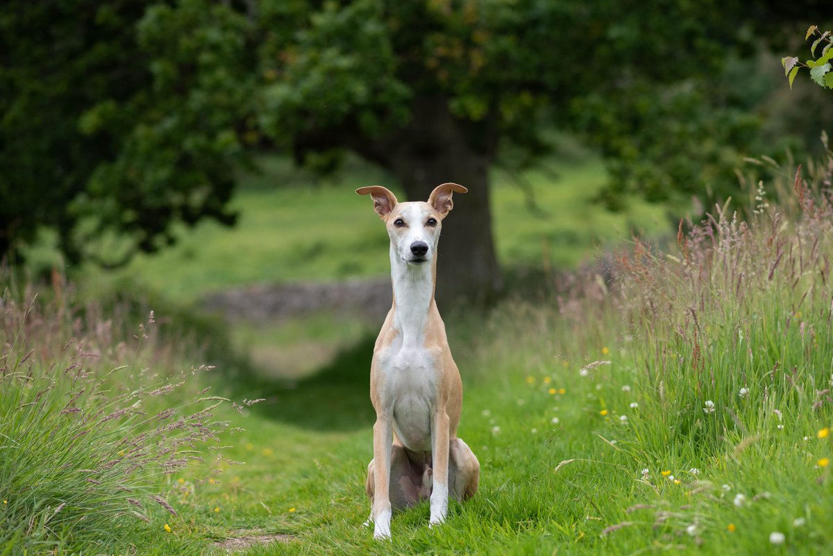 I love that there's no pressure to keep your feed looking "aesthetic"😅 #byeinstagram #twitterdogcommunity #dogsoftwitter #whippet