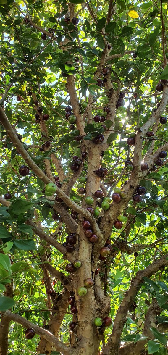 ４年半前に植えたチャプチカバの木に沢山の実がなりました。
ブラジルブドウとも呼ばれています。
甘くてちょっぴり酸味があって中身は白くブドウのようにつるりんとしています。
種が大きいので食べても食べてもお腹が一杯になりません。><