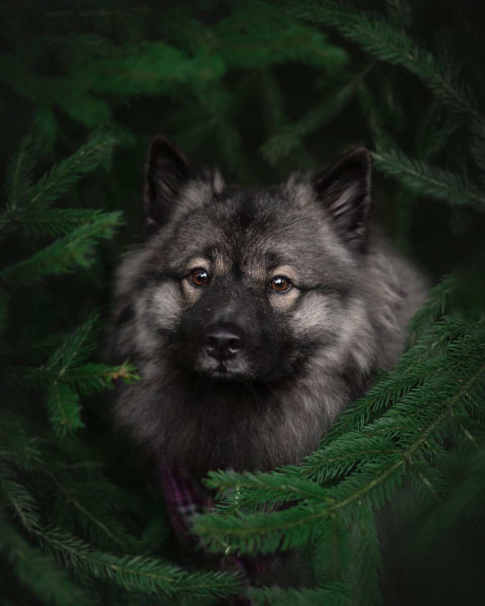 Keeshond Keira tweet media