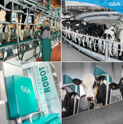 GEA_farming's tweet image. Looking for new #milking equipment
We have you covered...😉 From #Herringbone to Robots 🤖, we make it all!!💪
Your local dealer will guide you through the decision process and help you to find what&apos;s right for you ✌️😊 #TeamDairyRobot #automaticmilking #automatedmilking