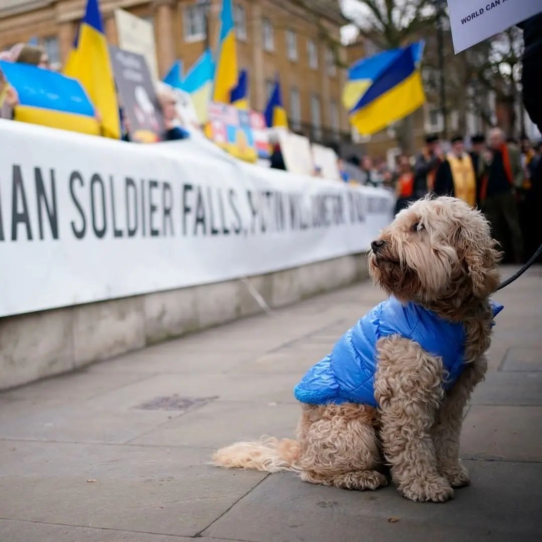 mey_dog's tweet image. Pets in Ukraine are also suffering the ravages of military attacks. Well, the inhabitants of the different cities take their dogs and cats with them to keep them safe 🐶🐱😻