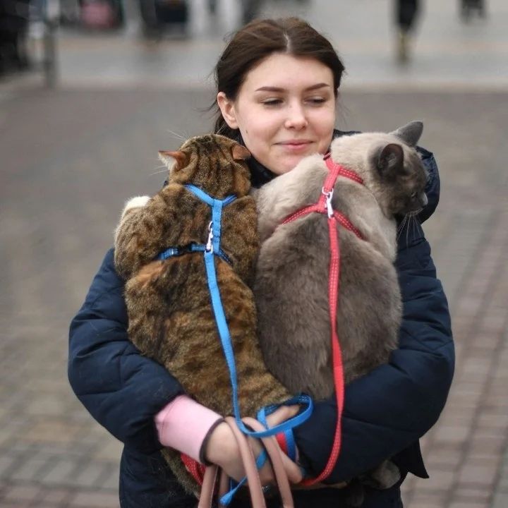mey_dog's tweet image. Pets in Ukraine are also suffering the ravages of military attacks. Well, the inhabitants of the different cities take their dogs and cats with them to keep them safe 🐶🐱😻