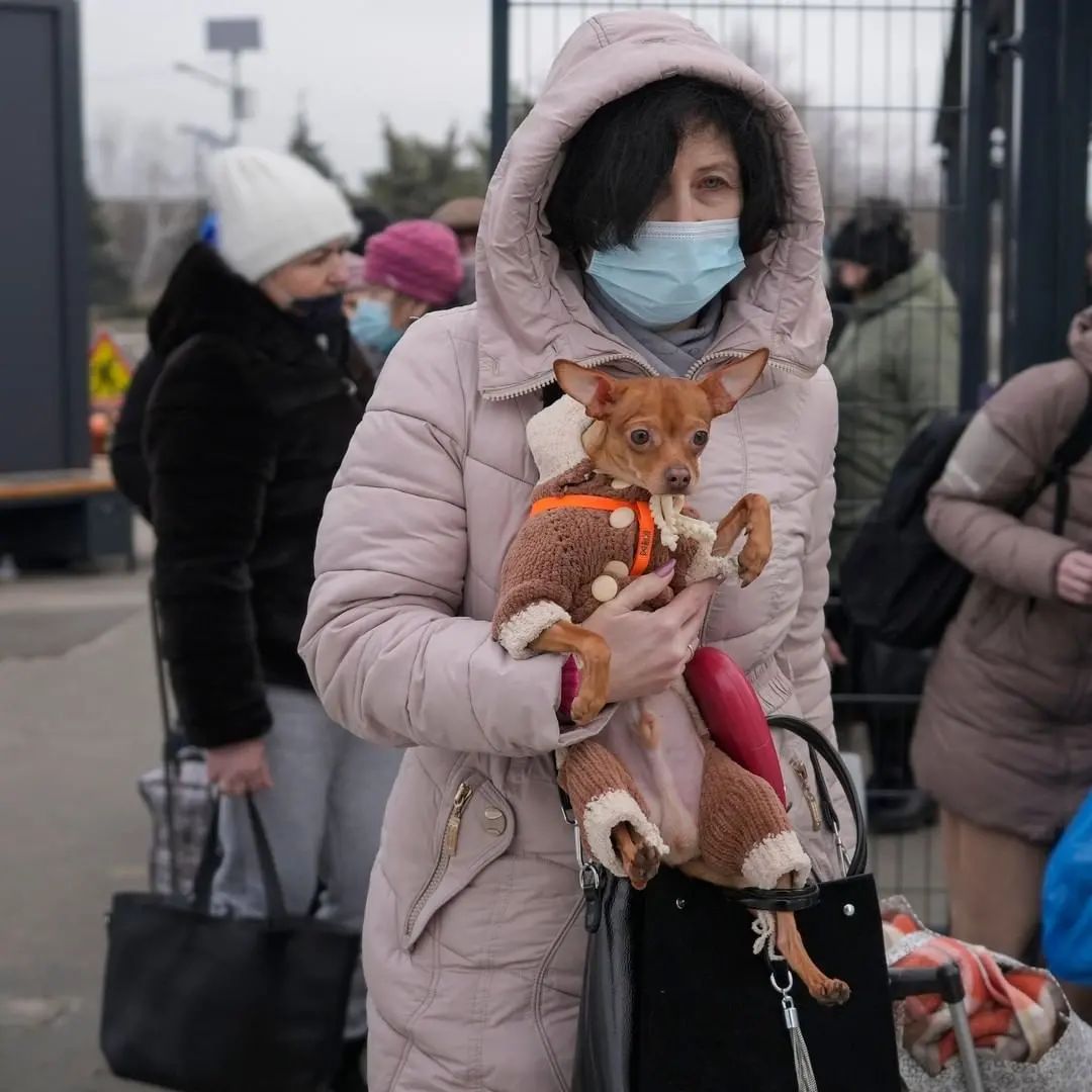 Pets in Ukraine are also suffering the ravages of military attacks. Well, the inhabitants of the different cities take their dogs and cats with them to keep them safe 🐶🐱😻