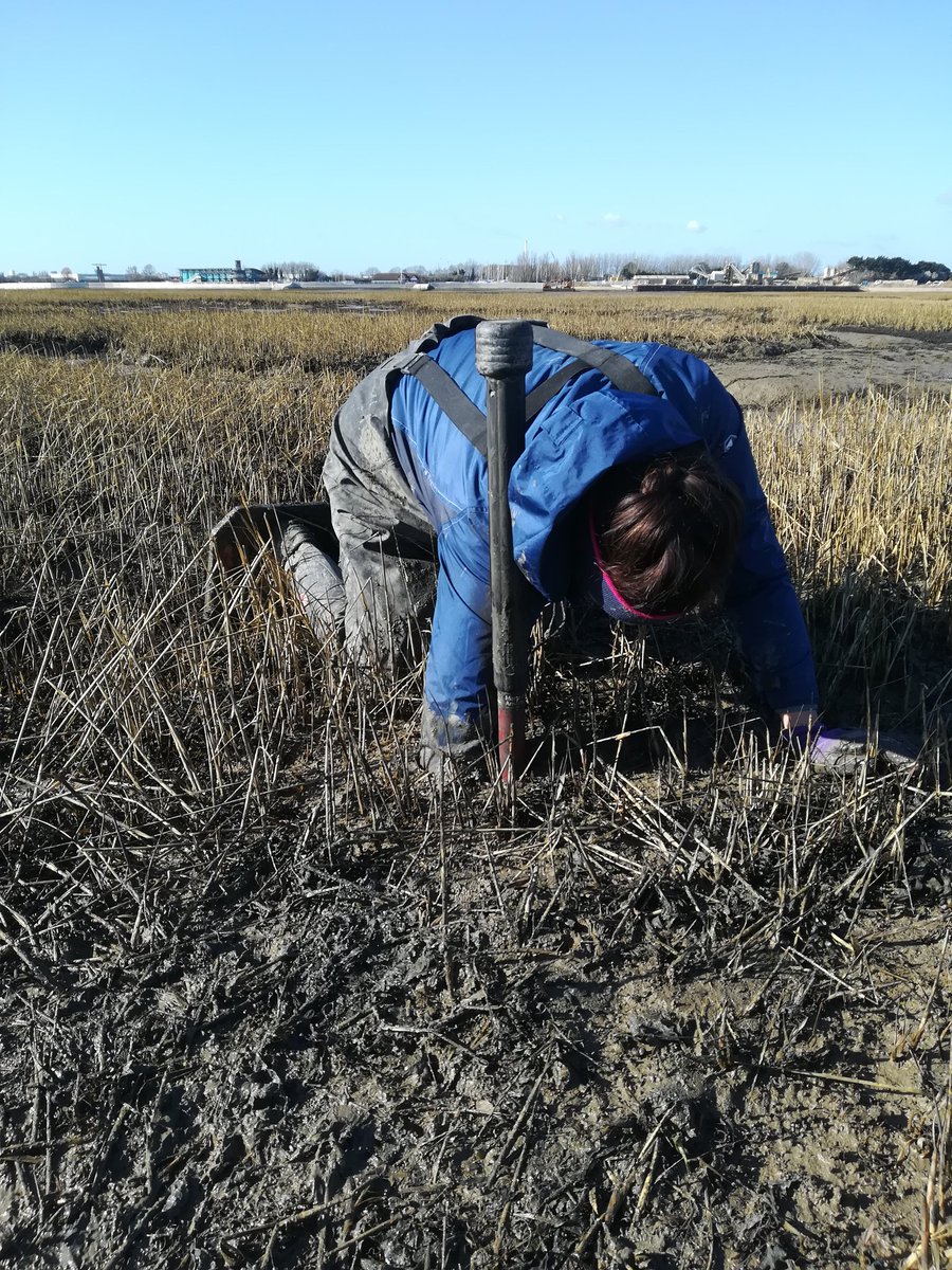 LauraAMichie's tweet photo. An excellent day doing #fieldwork at Farlington Marshes with @EmmaAlice_W 

We got incredibly muddy collecting our sediment samples, but at least the weather was lovely 🌞

#WomenInSTEM #Science https://t.co/bHcQNitcyC