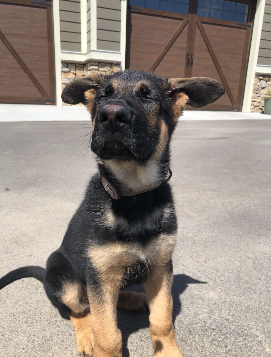 when I don’t know how to use this app but my last post do be poppin’😌 #vibin #vibe #vibing #dogsoftwitter