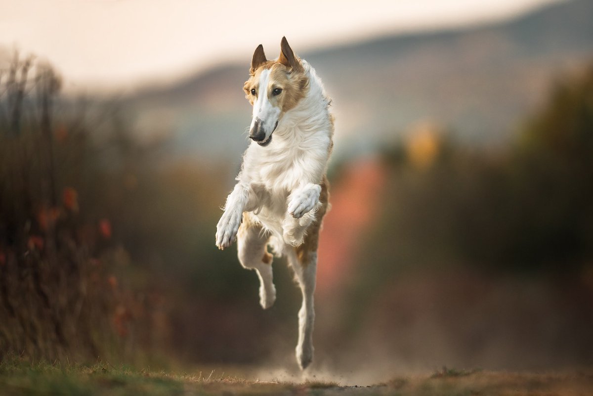 Dazzle_everything tweet media