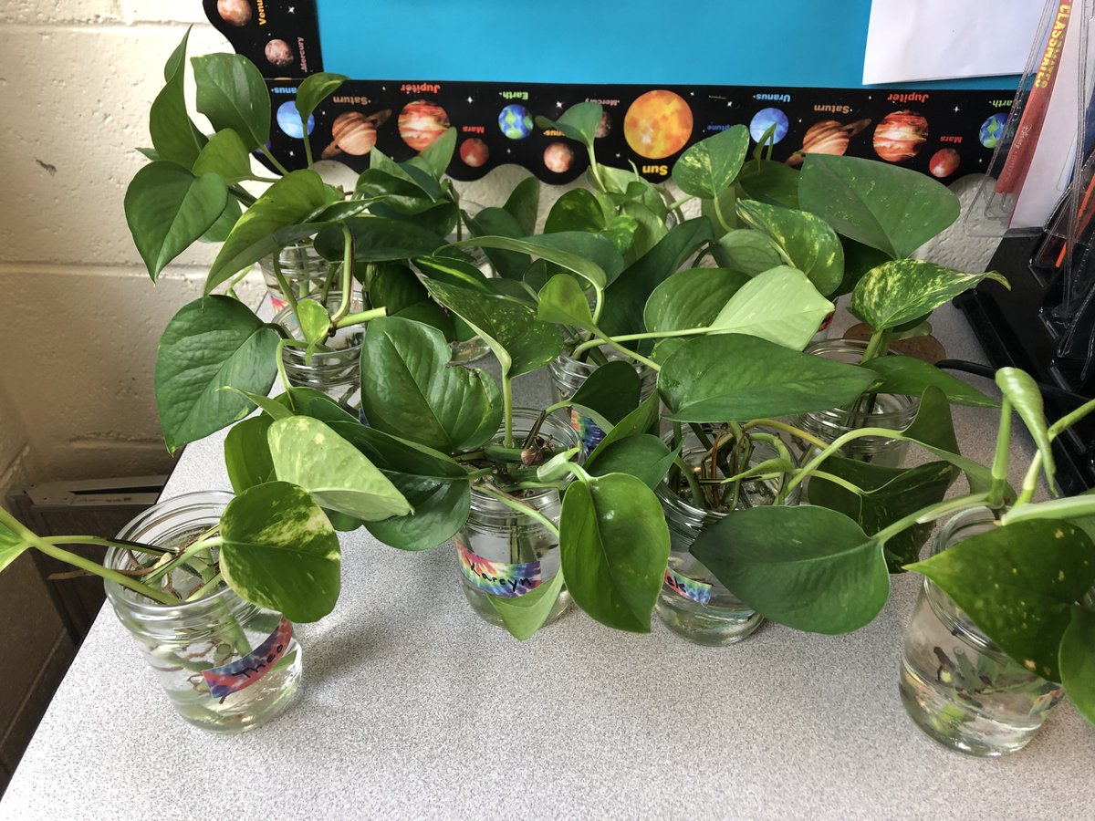 MrsEB88786096's tweet photo. Propagating nonflowering plants to help us understand the parts of plants. @ForestLakeEagle https://t.co/eYHMzeldh1