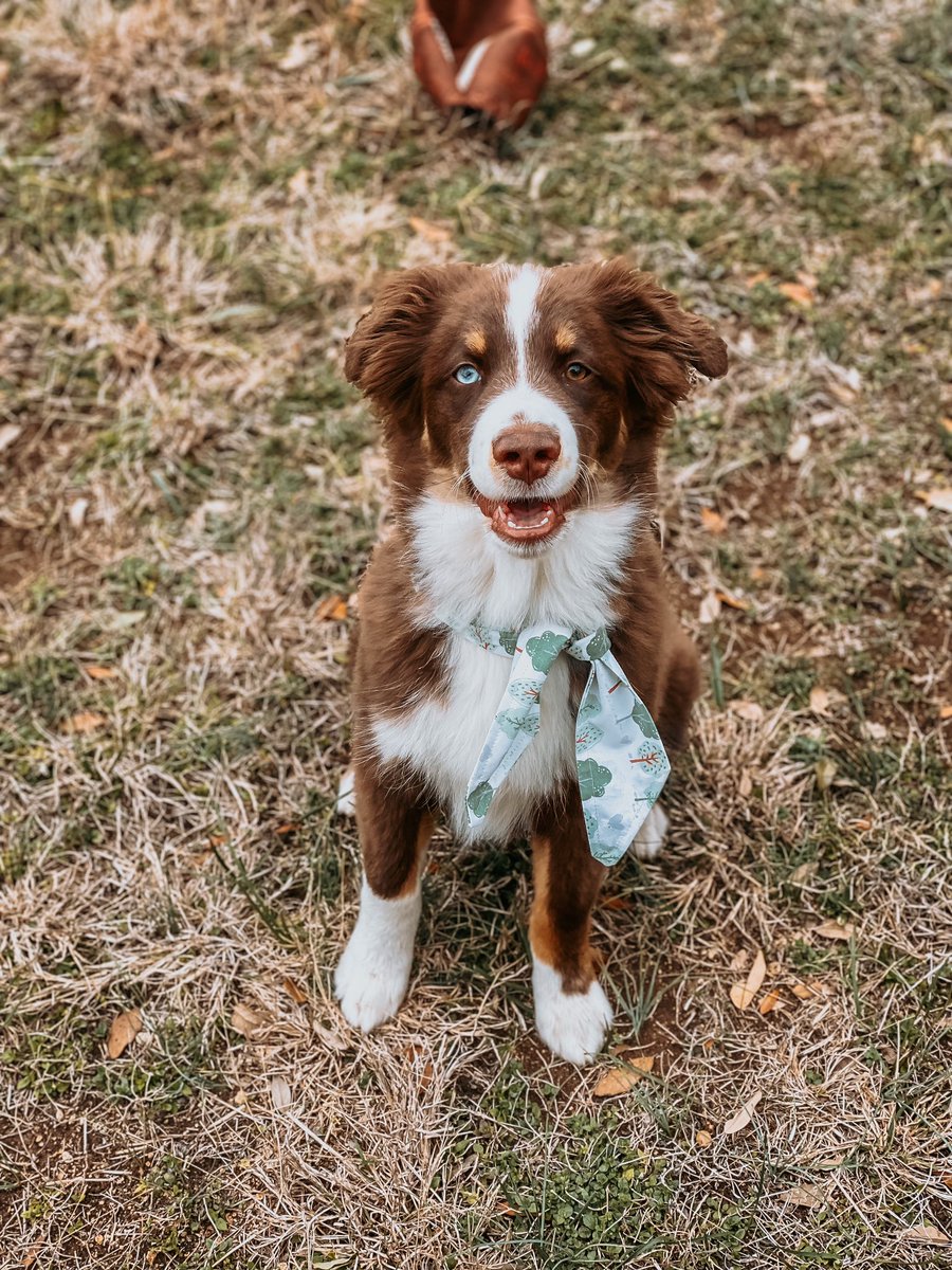 miniaussiebanks's tweet photo. Please note the football Banks left alone for two seconds while I took this photo 🤣 #twitterdogcommunity https://t.co/zO9Tn6mUnF