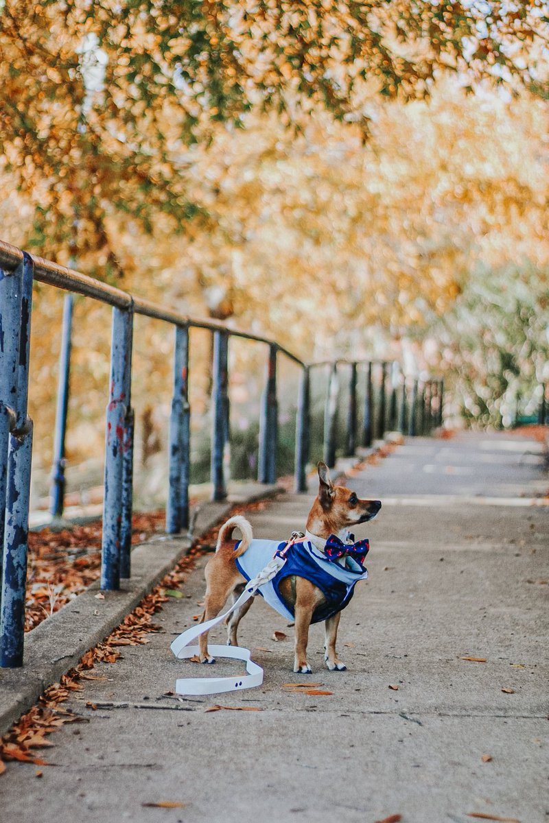 duke + emma tweet media