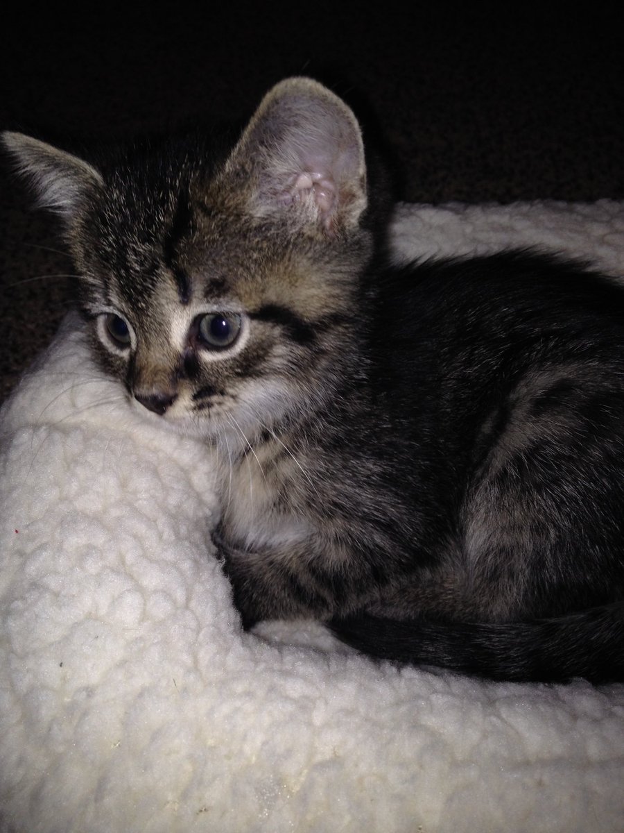 tlauffer22's tweet photo. We will always love our Salvy 💔💔😭😭#RIP  Joined our family @ 6wks old 🥰 https://t.co/ux4FmLl6Bz