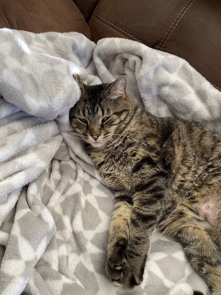 tlauffer22's tweet photo. We will always love our Salvy 💔💔😭😭#RIP  Joined our family @ 6wks old 🥰 https://t.co/ux4FmLl6Bz