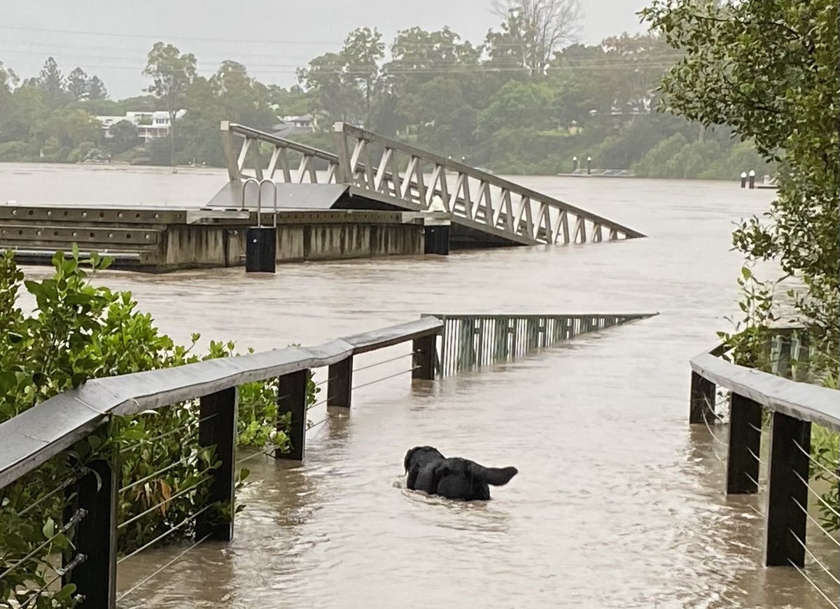 Confusion. Black lab Rosie can’t figure out what’s happened to her regular path. Almost disappeared in flood waters at Sherwood