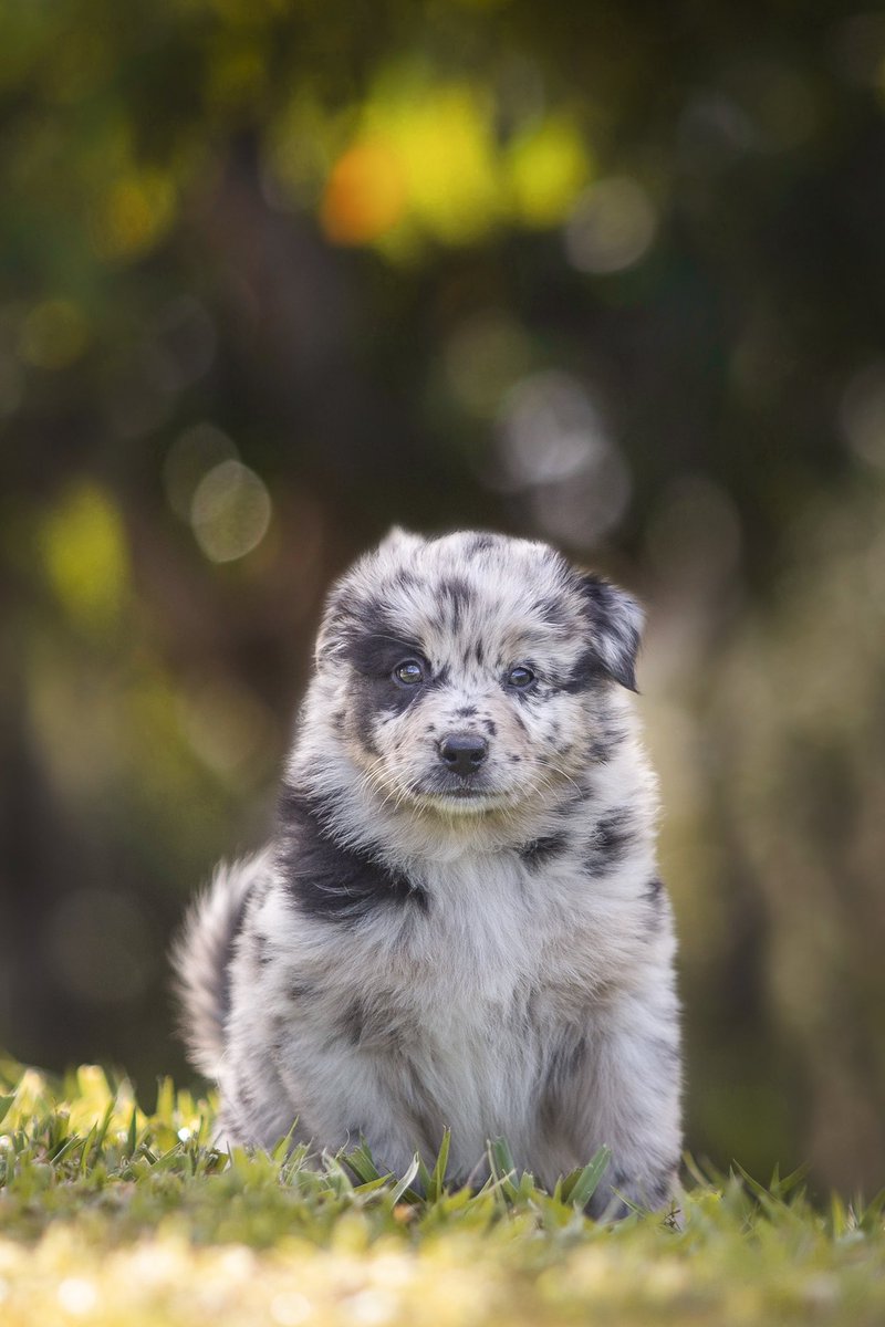 Mine is also through the roof! This is willow at 6 weeks old 🥺🥺🥺