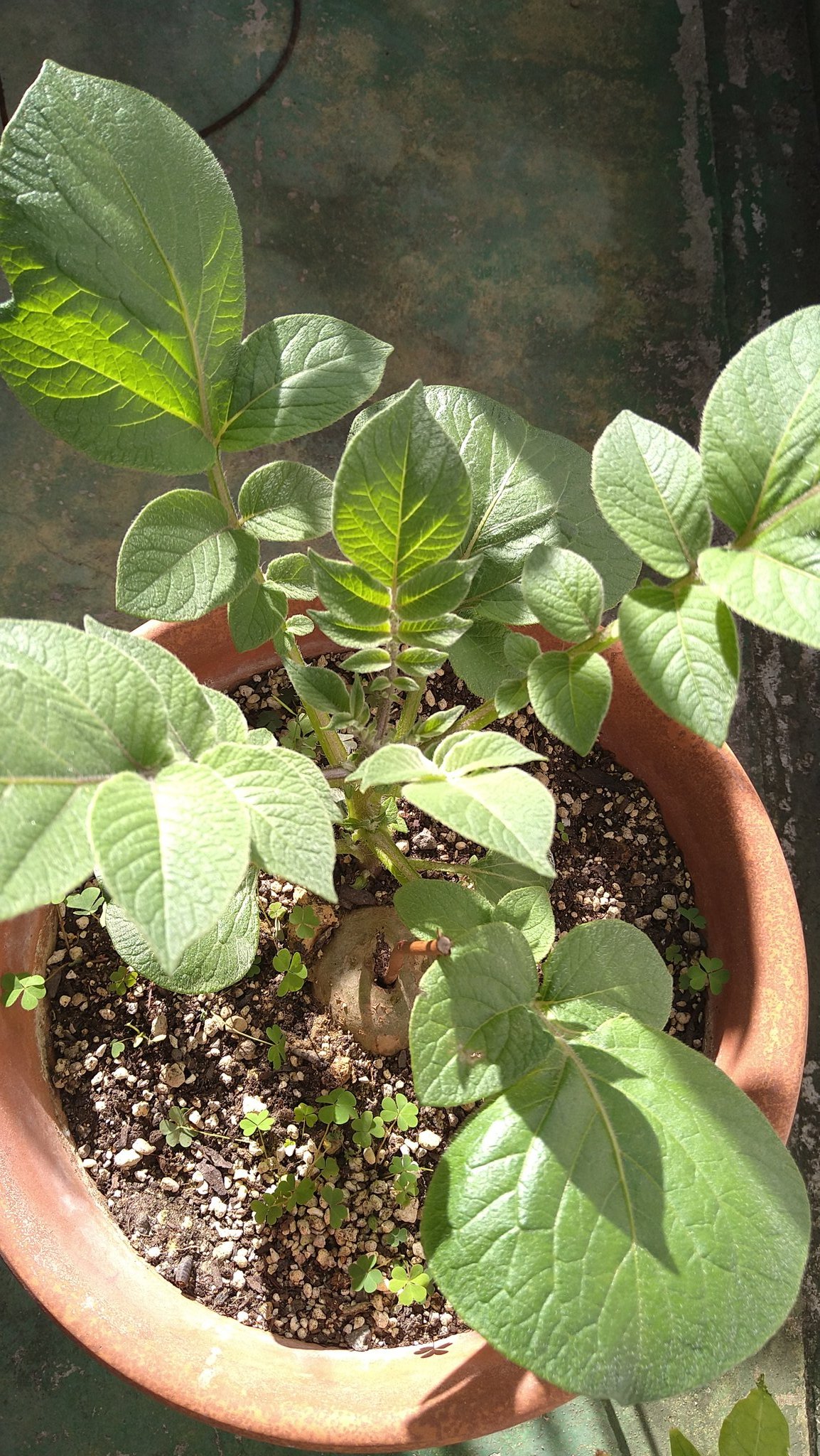 Nauhia Herb バラの挿し木は失敗 じゃがいもの勝ち T Co Uytlycxoe3 Twitter