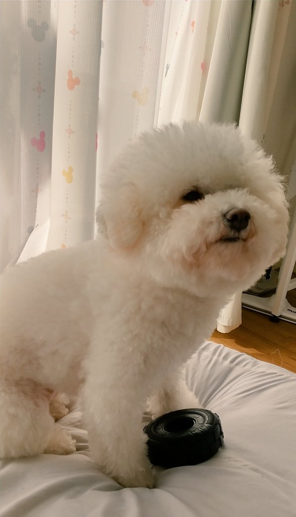 ちおり Fetch Hawaii Twitter