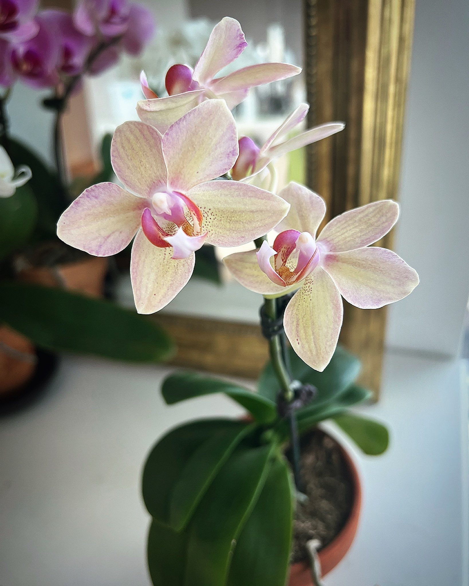 心理カウンセラー 岩田康嗣 Iwatamhc Twitter