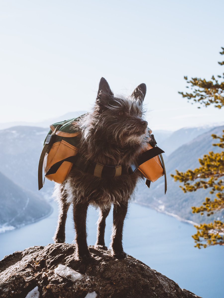 Can we stop for a lunch break now? I can smell the goodies from my backpack 
#dogsontwitter