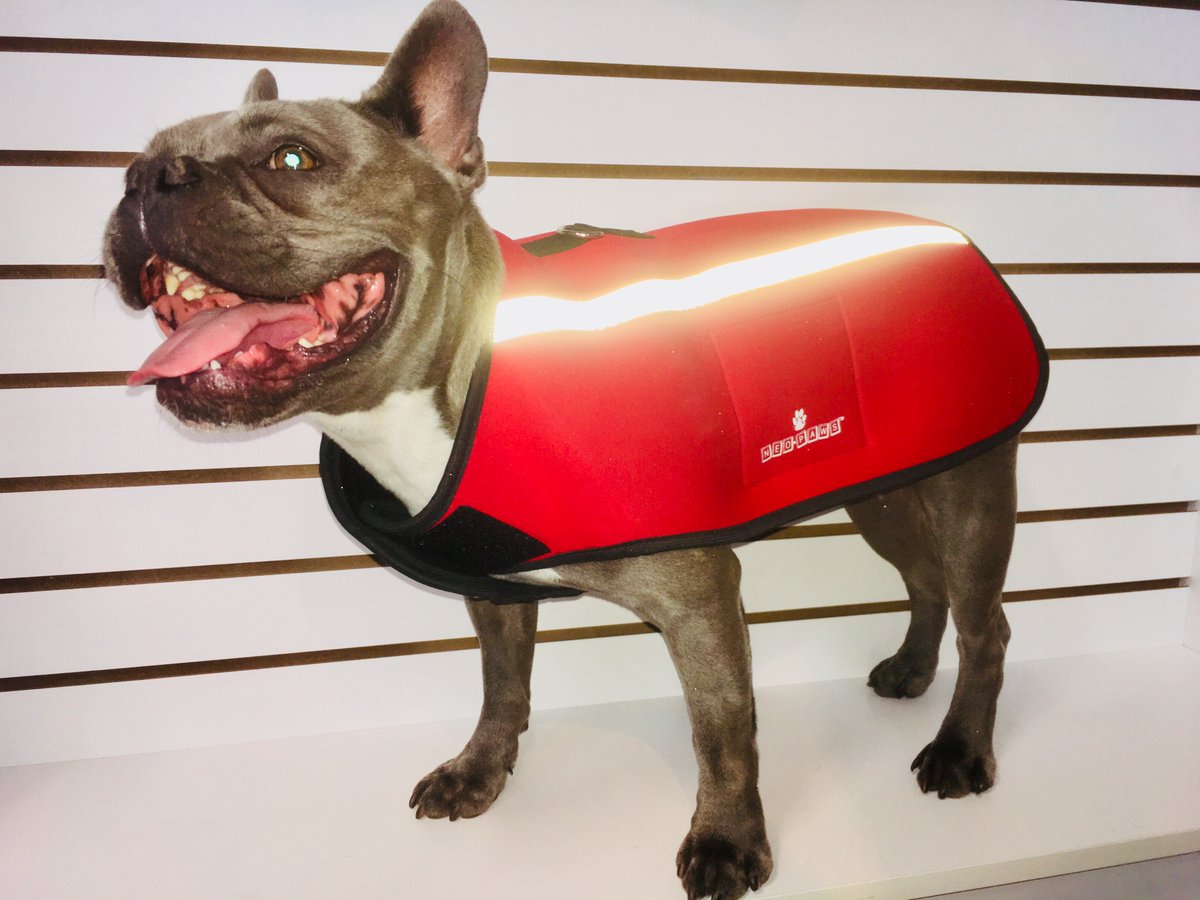 neopaws4pets's tweet photo. Reflective strips make any dogs safe !

Neo-Paws neoprene jacket

#Neopaws #doglovers #pawsome #dogneoprenejacket #dogjacket #pawsomepets https://t.co/J9PANeOADQ