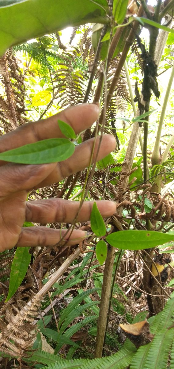 Bungkus69gmail1's tweet photo. Daun Bungkus papua#
di gunakan untuk Memperbesar" Penis / Otong, para Lelaki agar 
Penis BESAR dan Kuat , Berurat# Bisa Seks Berulang Ulang kali., Ingga Kehabisan, Odol# https://t.co/yEAoWy4p8q