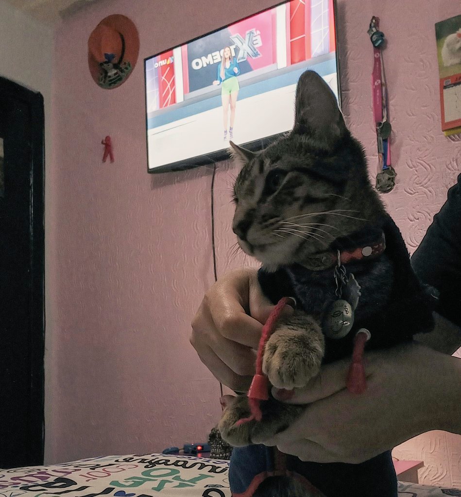 fri_dom96's tweet photo. Cómo buen Michi viendo @AlExtremo con mi Karen. 

Nuestra sección favorita es Animales al acecho, Mundo Animal y Aguas con la rata 
😹🐀🐱

Los vemos desde CDMX🇲🇽

¿Nos mandan saludos? Los amamos 🙏✌️❤️
#AlExtremo @AztecaUNO https://t.co/YP39pCBb5i