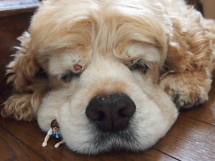 アメリカン コッカースパニエル のイラスト マンガ作品 4 件 Twoucan