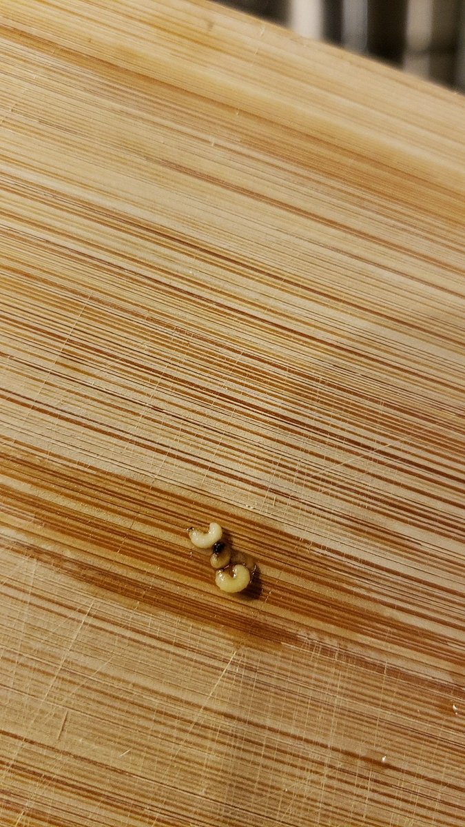 KingHopHead's tweet photo. @SchnuckMarkets can someone explain to me why there is maggots in my pasta? Would greatly appreciate it. https://t.co/uWGc3RLop6