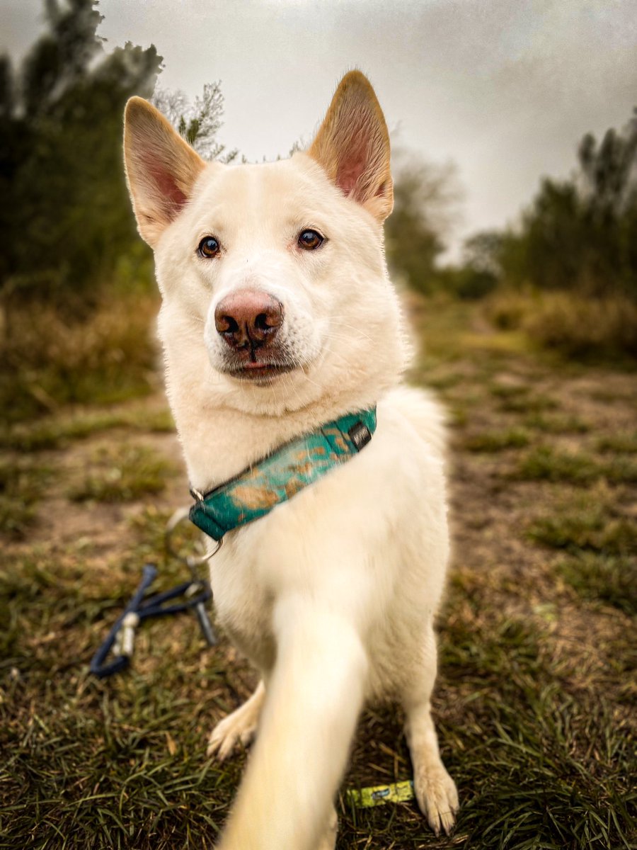 Fluffsontheroad tweet media