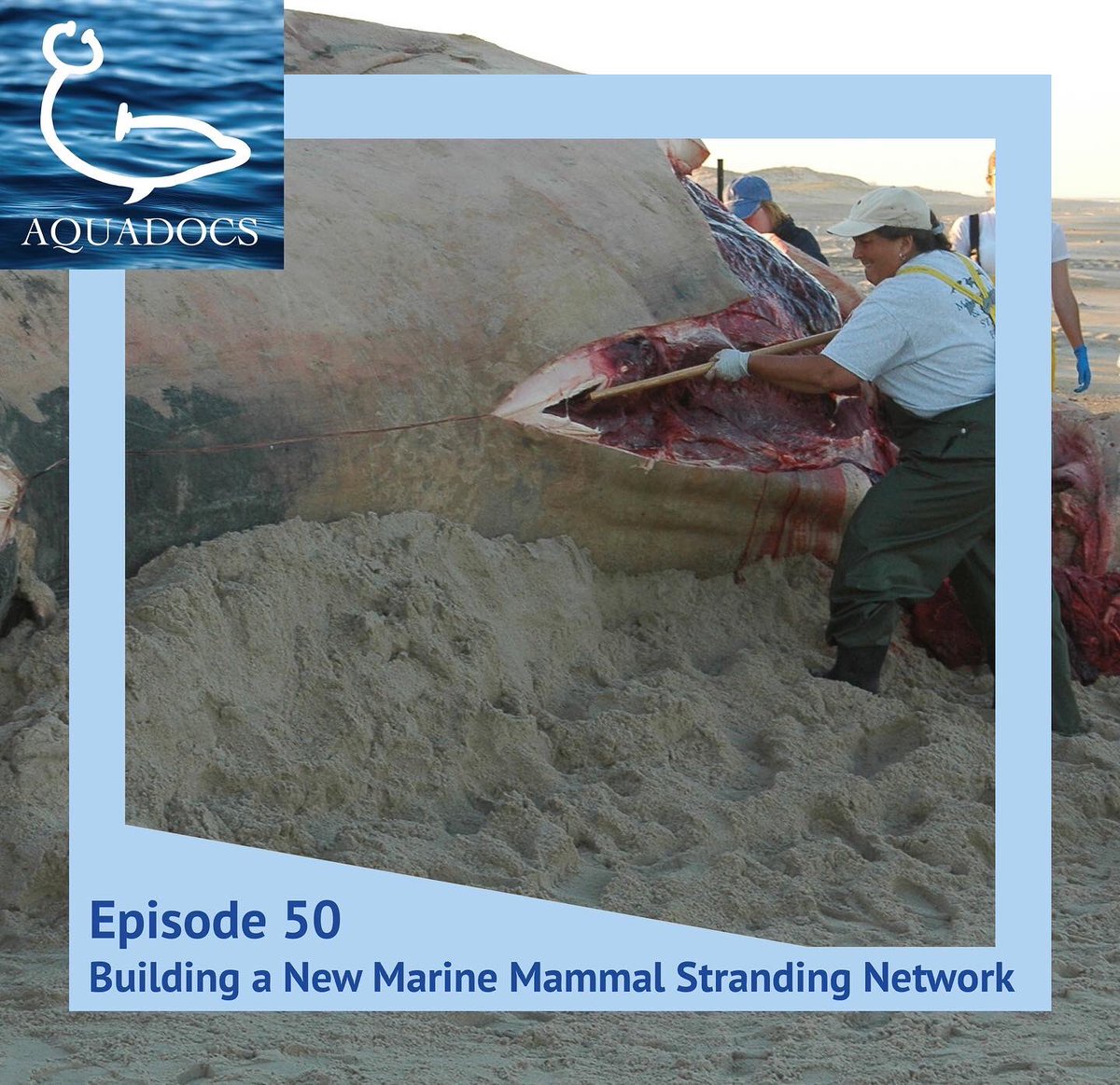 In this episode of Aquadocs we talked to Dr. Driscoll about her experience starting the Maryland Marine Mammal and Sea Turtle Stranding Network and some of the interesting cases encountered along the way.