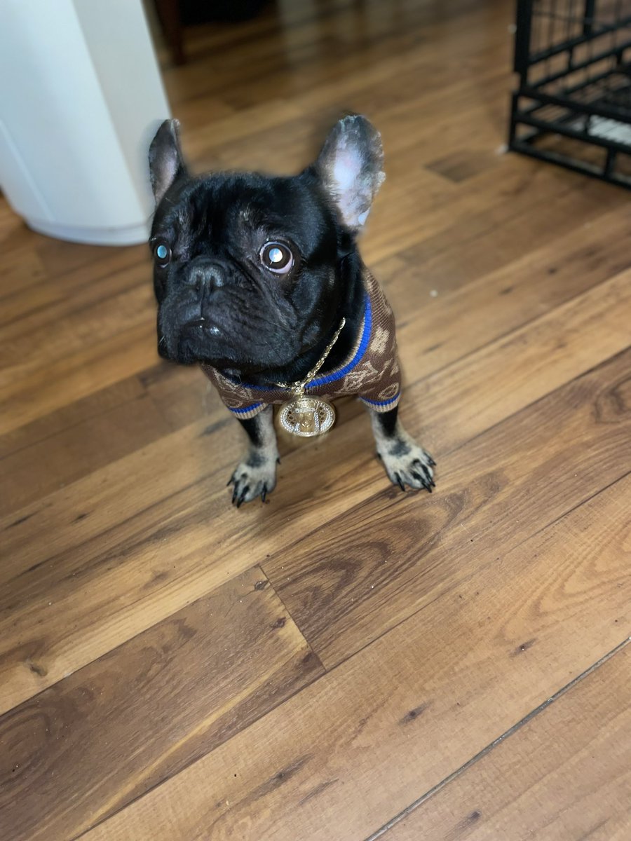 Swa_Jackk's tweet photo. Louiedafrenchy On IG He Was Just Showing His New  Sweater 💦 #WofgngDawg #Frenchie #Louiedafrenchy https://t.co/58fyZsYCay