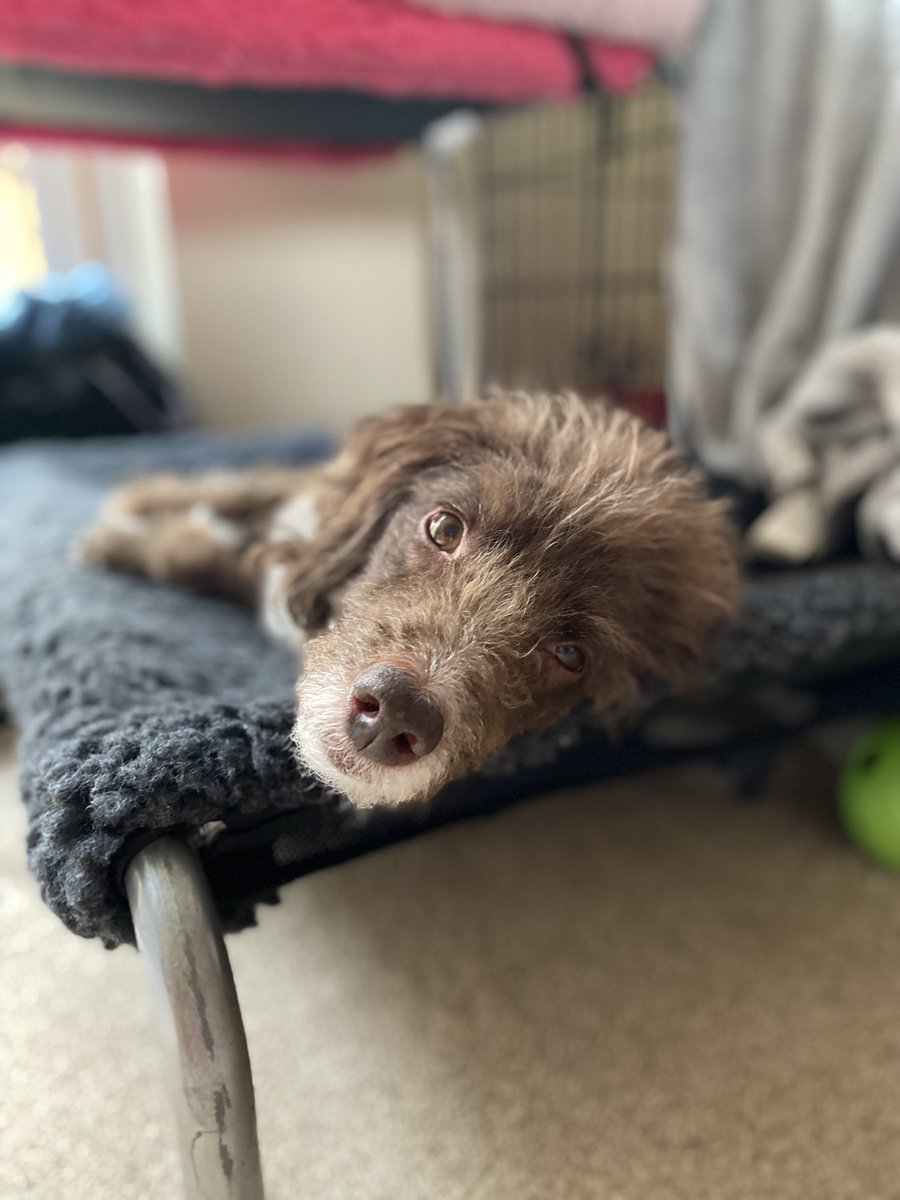 DevilDoodDesign's tweet image. It’s been a while Twitter! What’s new? #DogsofTwittter #twitterdogcommunity