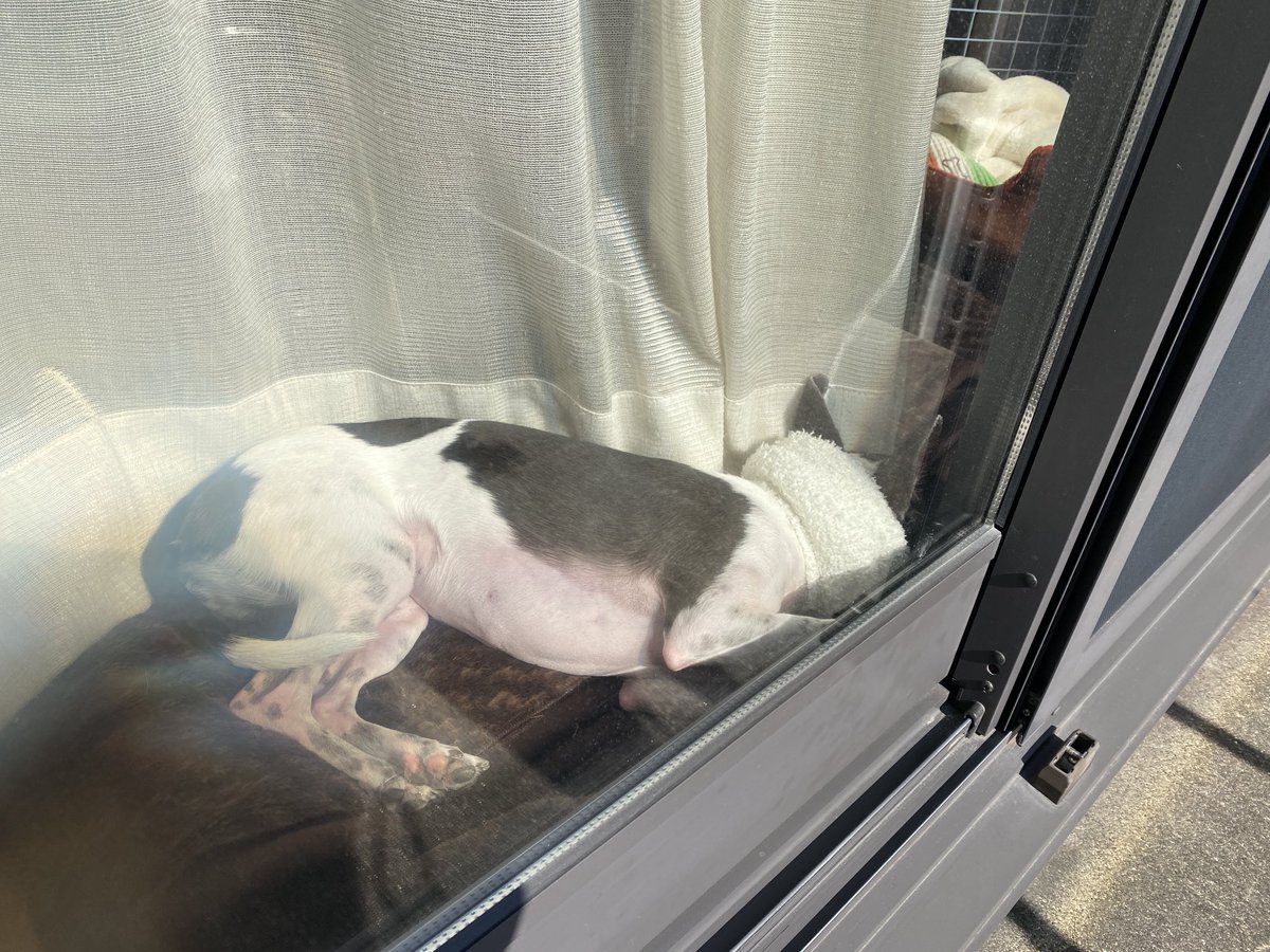 numamikakutou's tweet photo. #チワグレ
全身で日光浴(^^) https://t.co/xuQnXabbTe